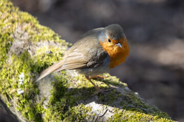 Robin standing on a moss covered branch in the spring sunshine