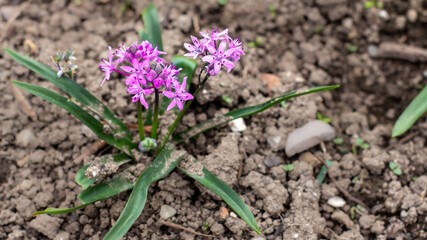 spring crocus flowers