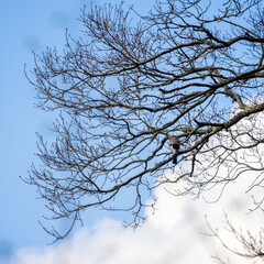 Obraz premium Eurasian Jay (Garrulus glandarius) perched in a tree