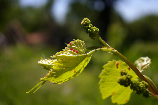Young grapes in formation. Baby vine leaves affected by the blister mites disease. Copy space. High quality photo