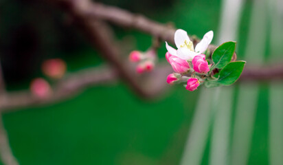 close up of pink flower