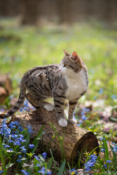 Photo of a cat in a spring forest among flowers.