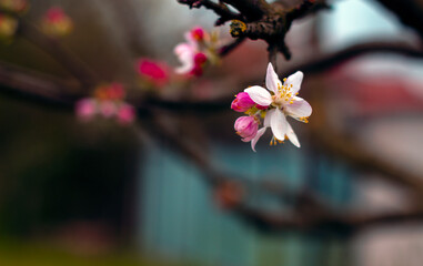 pink cherry blossom