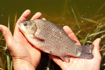 Crucian carp in male hands against the background of a reservoir.