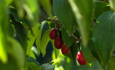 ripe dogwood berries on background of green leaves. Harvesting concept.