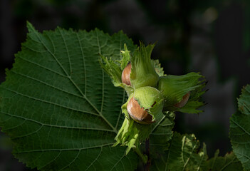 hazel nuts in green peel with leaves on a dark wooden background. Harvesting concept