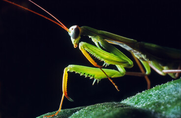 praying mantis on a leaf - 428837872