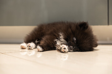 Pomeranian puppy passed out on kitchen floor