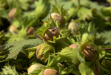 hazel nuts in green peel with leaves on a dark background .Harvesting concept