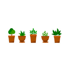Young indoor flowers with green leaves. Home plants in a pot, home garden. Vector illustration on a white background.cartoon
