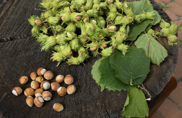hazelnuts in peels and shells on a wooden log. Harvest concept