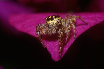 jumping spider on a flower - 428838441