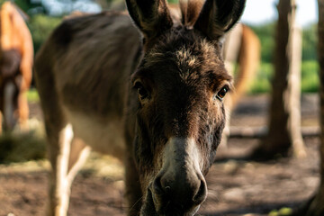 donkey in the farm