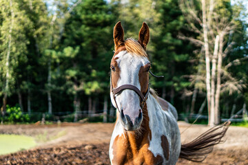 Obraz premium horse in the field