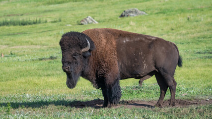 Large bull buffalo at Custer State Park - South Dakota Black Hills - American Bison