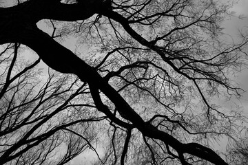 Tree from the bottom in spring season in Quebec Canada