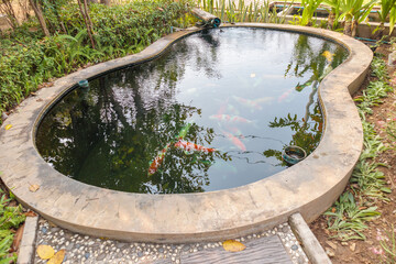 koi fish in the garden pond