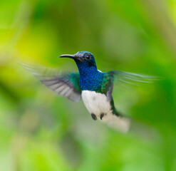 hummingbird flying in a garden