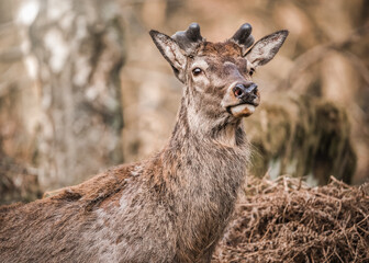 Wild red deer standing in bracken of Derbyshire Peak District forest orange autumn fall winter colours. Looking at camera close up big beautiful wildlife animal. Beautiful golden sunset light.