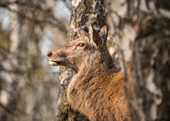 Wild red deer standing in bracken of Derbyshire Peak District forest orange autumn fall winter colours. Looking at camera close up big beautiful wildlife animal. Beautiful golden sunset light.