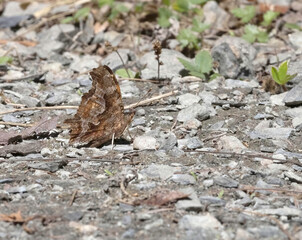 Eastern Comma in driveway, puddling