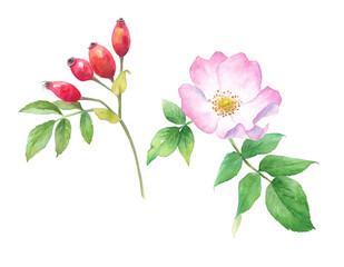 ハーブ：ローズヒップとローズ。水彩イラストのトレースベクター。花と葉はレイアウト変更可能。