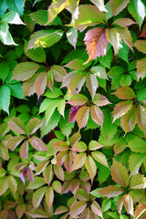 Fence overgrown with green leaves in the garden.