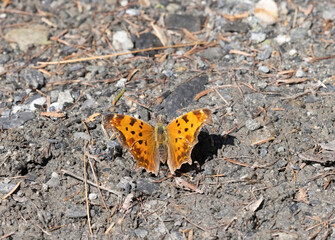 Eastern Comma in driveway