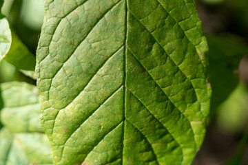 close up of green leaf