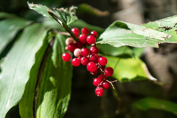 red berries on a branch