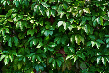 Fototapeta na wymiar Fence overgrown with green leaves in the garden.