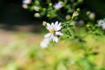 White flower closeup