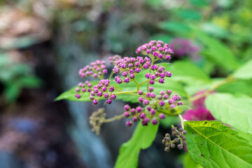 Pink small flower buds