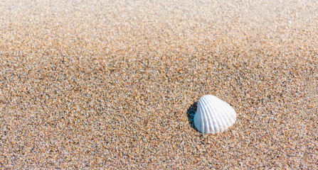 Fototapeta na wymiar White shell on the sandy seashore.