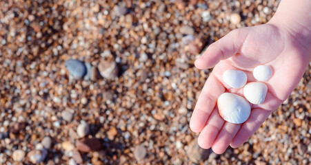 Shells on the hand of child.