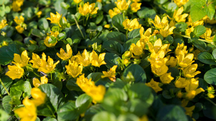 yellow flowers in the garden