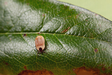 Engorged tick on a green leaf. Lyme disease caused by borrelia.