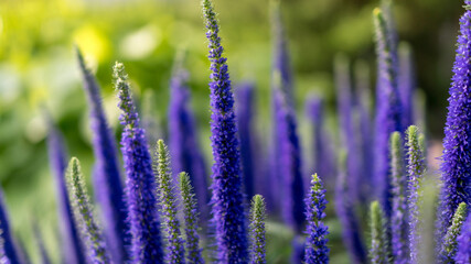Closeup lavender in the field