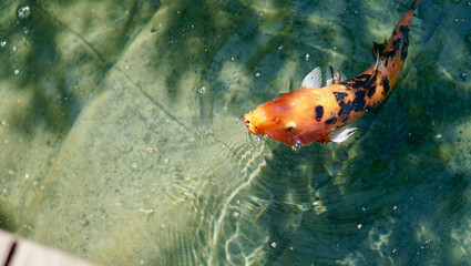 Koi fish in pond