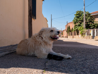 PRECIOUS SHEPHERD TYPE DOG WITH LONG HAIR AND BROWN COLOR, POSING IN THE STREET OF A TOWN OF TOLEDO ON A SUNNY SPRING DAY