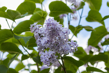 White purple lilac blossoms with green leaves. Floral pattern. Lilac background