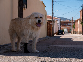 PRECIOUS SHEPHERD TYPE DOG WITH LONG HAIR AND BROWN COLOR, POSING IN THE STREET OF A TOWN OF TOLEDO ON A SUNNY SPRING DAY