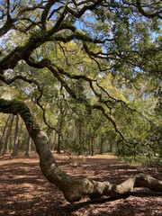 Angel Oak, an ancient, huge Live Oak tree, spreads its limbs to the sky and the ground.