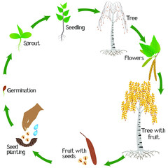 Fototapeta na wymiar A growth cycle of a birch plant on a white background.