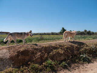 PASTURE AND HUSKY DOGS, WALKING AND HAVING FUN IN THE FIELDS OF TOLEDO ON A SUNNY SPRING DAY