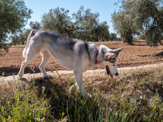 PRECIOUS HUSKY DOG, POSING AND HAVING FUN IN THE FIELDS OF TOLEDO ON A SUNNY SPRING DAY