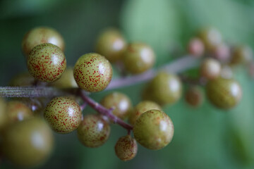 close up of a tree fruit
