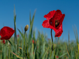 CLOSE-UP OF BEAUTIFUL POPPY ON A SPRING DAY IN THE FIELDS OF TOLEDO, SPAIN