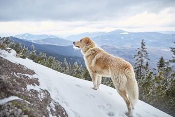 Dog in winter mountains. Dogs that hike. Hiking with dogs. Traveling with a pet. Ukraine, Carpathian Mountains