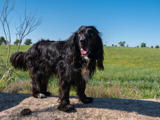 A black cocker spaniel dog outdoors